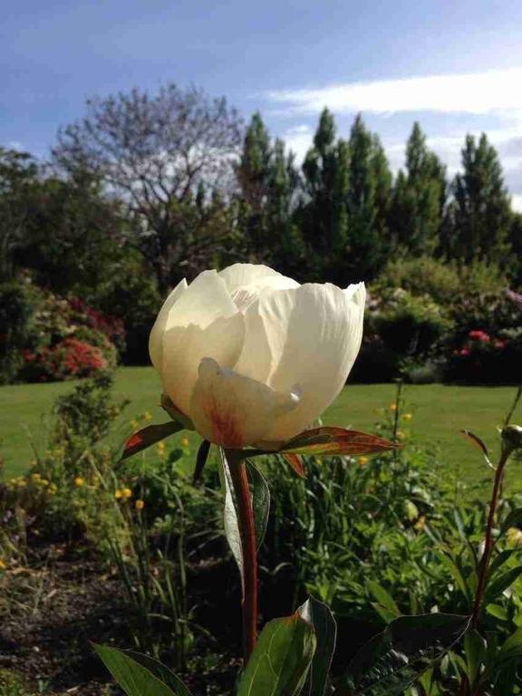 ホテルRhododendron Garden クライストチャーチ 部屋 写真