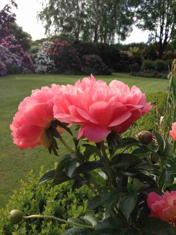 ホテルRhododendron Garden クライストチャーチ エクステリア 写真