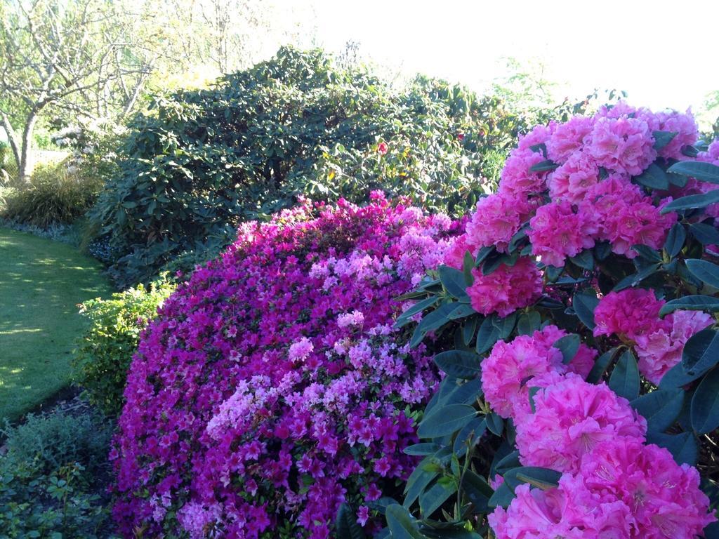 ホテルRhododendron Garden クライストチャーチ 部屋 写真